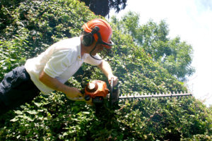 Trimming the Hedges